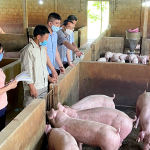 Thực Trạng Ô Nhiễm Nước Thải Chăn Nuôi: Những Bài Học Đắt Giá