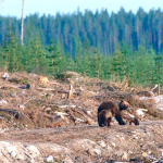 Sự Suy Giảm Đa Dạng Sinh Học Toàn Cầu: Một Báo Động Khẩn Cấp