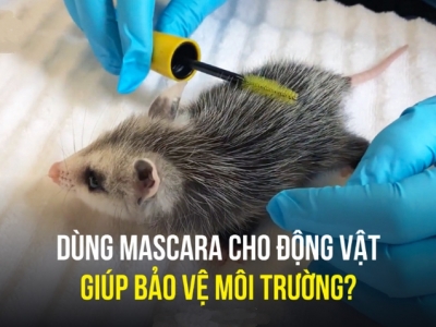 DÙNG MASCARA CHO ĐỘNG VẬT GIÚP BẢO VỆ MÔI TRƯỜNG